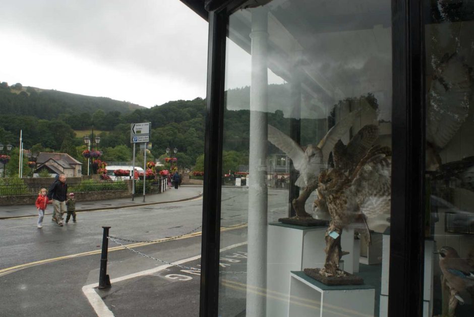 Kleurfoto van de etalage van een taxidermist in Llangollen, Wales