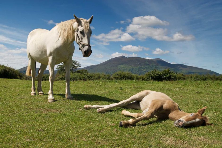 Kleurfoto van een merrie en haar veulen ergens is een wei en Ierland