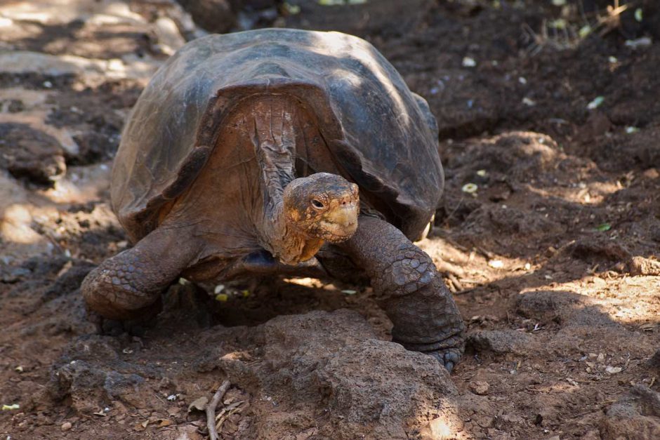 Kleurportret van de laatste pinta-schilpad Lonesome George