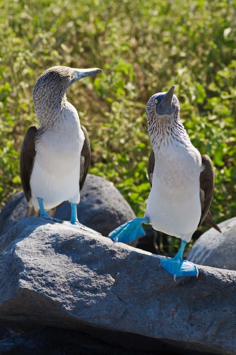 Kleurfoto van een baltsende blauwvoetgenten