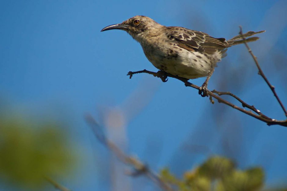 Kleurfoto van een galapgos spotvogel