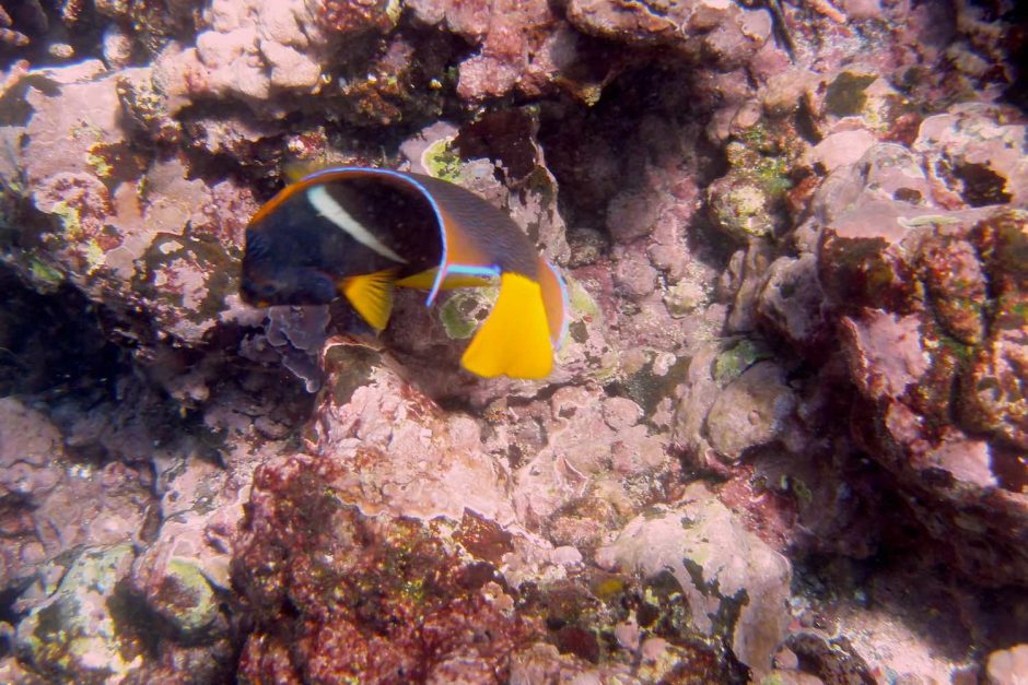 Kleurfoto van een king angelfish