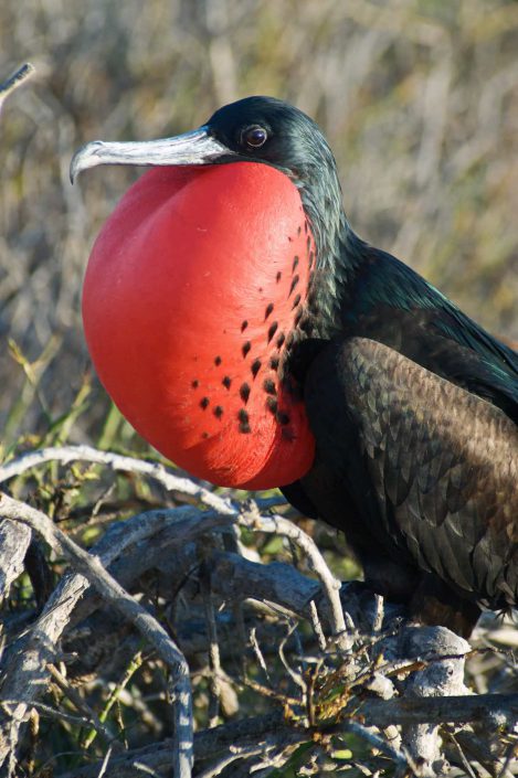 Kleurfoto van een baltsende fregatvogel