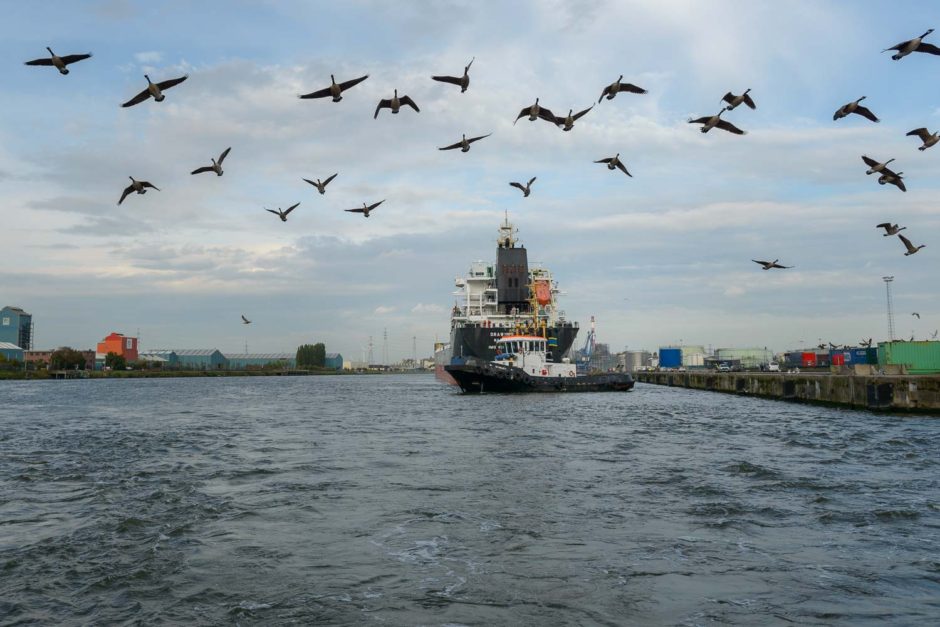 Kleurfoto van opstijgende Canadese ganzen boven de Gentse haven