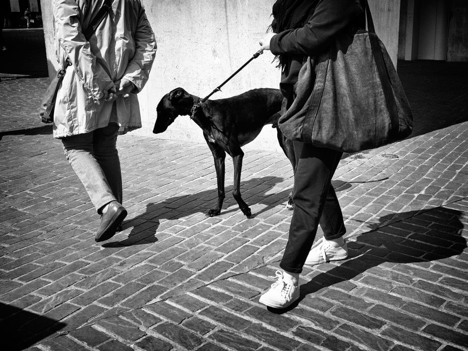 Black & white photograph of a greyhound on a leash